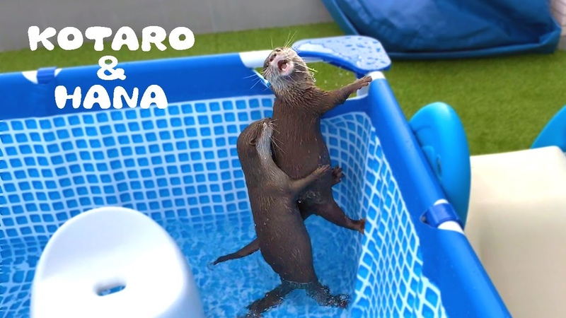 カワウソコタローとハナ 初めてのプールにテンション上がりまくり!1228
