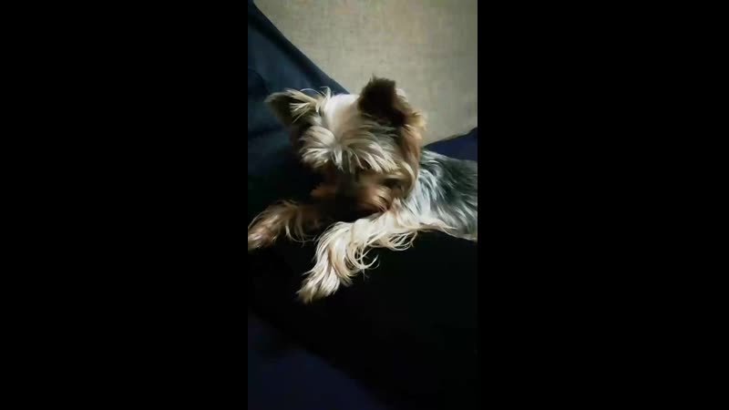 🐕Сабачка - бабачка