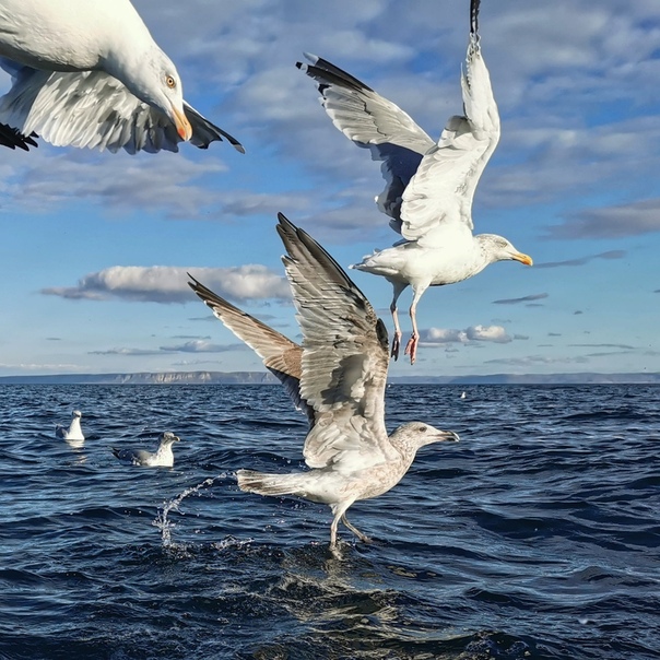 Баклан и чайка. Чайка крачка альбатрос. Баклан птица птенец. Чайка баклан птенец. Баклан альбатрос.