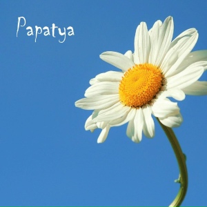 Papatya