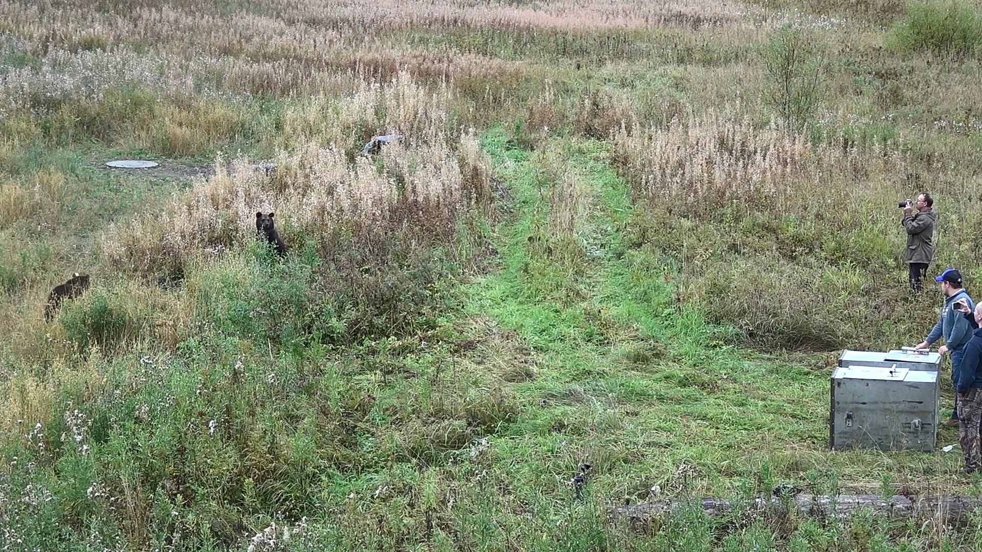 В Тверской области продолжаются "выпускные" медвежат-сирот